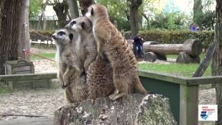 Best Zoo Promotion Video for Visit Brabant