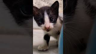 Little kitten 😸#cat #kittty #funnykittens #crazykitty #catlover #shortsvideo