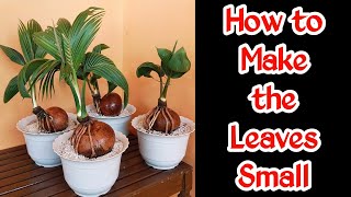 How to make Coconut Bonsai Leaves Small