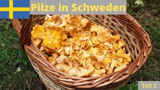 Traumhafte Pfifferlinge und mehr - Pilze sammeln in Schweden /Teil 2