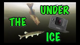 Go Pro Ice Fishing Under The Ice 2019 | Dunnells In The Wild