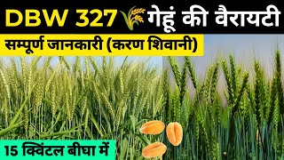 Gehu ki Best Variety 2024🌾DBW 327 करण शिवानी | gehu ki top variety 2024-25 | New Wheat Variety