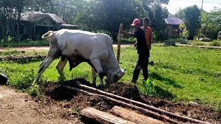 Sapi Brahman Lepas || Ngamuk