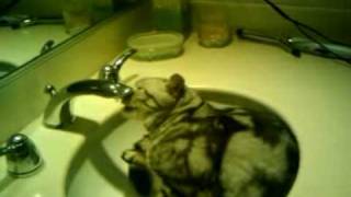 Cat drinking from tap