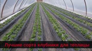 КАКОЙ СОРТ КЛУБНИКИ ПОСАДИТЬ В ТЕПЛИЦЕ ЧТО БЫ ПОЛУЧИТЬ ХОРОШИЙ УРОЖАЙ И ВКУСНУЮ ЯГОДУ