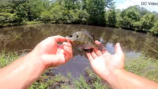 LIVEBAIT Fishing SMALL Pond LOADED w/ FISH - Top Fishing Videos