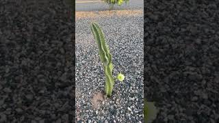 Cactus beautiful flower