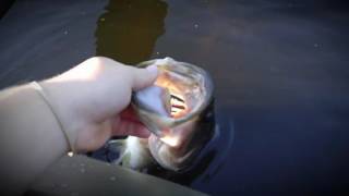 Bass release carstens lake # 2 2016