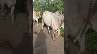 Khoob surat Desi Cow 🐮