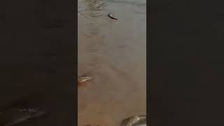 A normal day in Brazil - after a big storm, fish invade the streets