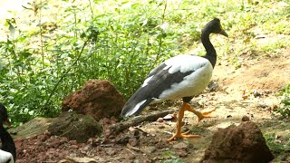 बतख आज पानी में तैरने की जगह जमीन पर चल रहा है || Duck Bird Walking #duck #batak  #duckwalking #बतख