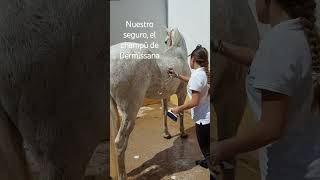 Picores y Dermatitis en caballos 🐴  www.dermissana.com #caballos #sort #caballo #horse