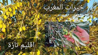 موسم جني الزيتون🌳اجي تشوف خيرات البلاد "إقليم تازة"