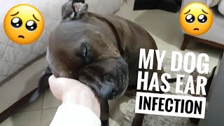 OMG my dogs ear is infected part 1