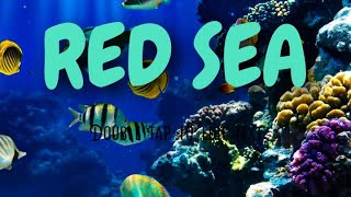 Красное море Египет Red Sea  Egypt