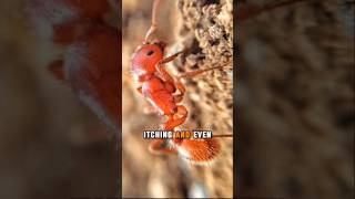 Unstoppable Swarm: The Terrifying Power of Fire Ants! #insect #facts