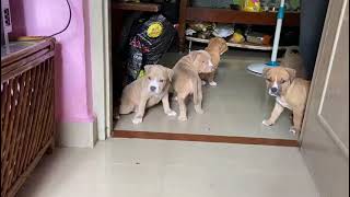 #dogssaleChennai#AMERICANPITBULL puppies sale in Chennai #puppysaleinChennai #puppiessalein Chennai