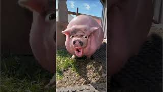 pigs🐖 funny video #ytviral #funny #funnyanimal #pig  #pets #petslover #animals #crazypigs