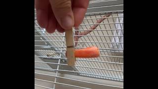 Budgie treat holder “clothes pin trick”