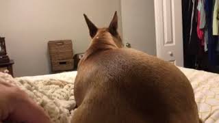 Bull Terrier going crazy getting to sleep on the bed.