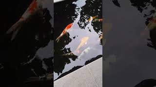 kolam koi mulai mature ikan pun senang #shorts #kolamkoi #ikankoi