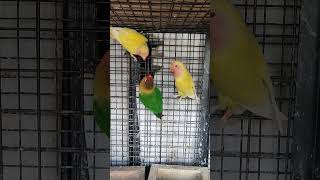 Cute Yellow Parrots Meeting 🦜🤫😯 #parrot #setup #cage #shorts #video #like #viral #india