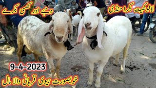 Lalukhet Bakra Mandi Latest Update | 9 April 2023 | Lalukhet Bakra Mandi Today | Bakra Mandi 2023 |