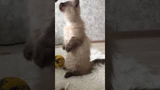 Tasty munchkin kitty cat girl eating