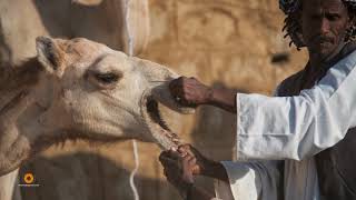 ERITREA KEREN MERCATO DEL BESTIAME