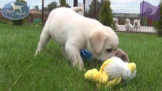 Мальчик c Фиолетовой лентой 6 недель | Щенки лабрадора / Labrador puppies