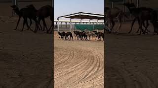 Beautiful camel kids running and shouting to join their moms