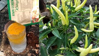 Tips membuat pohon cabe berbuah rimbun