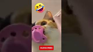 funny cat reaction ever #shorts #cat