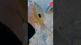 Ikan ini makan umpan aneh banget😱😱😱#vidioshort #mancing #viralvideo