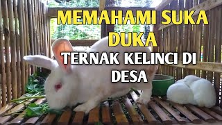 MEMAHAMI SUKA DUKA TERNAK KELINCI DI DESA