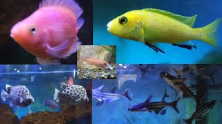 Exotic Fish At Largest Fish Aquarium 4K