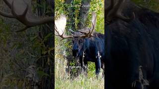 Bull moose #nature #shorts