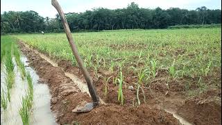 Genangan Air Hujan di Lahan Jagung