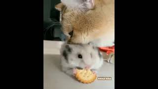 Hamster 🐹eating food and cat 🐈😺play with him #shorts #cat #hamster