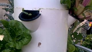 Quick Tower Garden Tip: Clean without chemicals