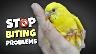 4 Surprising Reasons Behind Budgie Biting