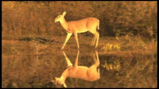 Ranch Country Day, Deer on the Move Threaten Would-be Rivals