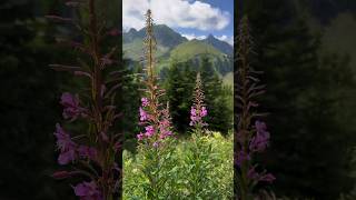 Naturpark Gantrisch und der Schwarzsee 🇨🇭