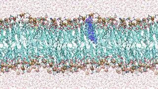 Integration of 2-Pyr-12,12 into a Lipid Bilayer