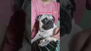 Such a cute words zuzu🥰#ilovemypug #doglove #funny #pugobsession #funnypugpuppy #cutedogvideos #zuzu