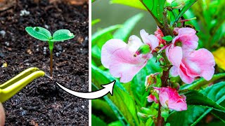 Balsam Flower Plant Growing From Seed (103 Days Time Lapse)