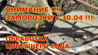 ВНИМАНИЕ !!! ЗАМОРОЗКИ с 30 04 !!! и ОБРАБОТКА ЦВЕТУЩЕГО САДА на Первомай