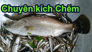 Kích cá 104Đê CHUYÊN TRỊ nước  MIỀN TÂY phèn NẶNG tạp chất, NƯỚC LỢ MẶN