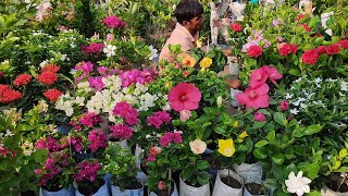 28 May Morning Visit Galiff Street Flower Plants Market In Kolkata Largest  Wholesale Plants Market