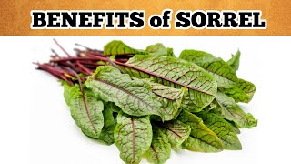 Amazing Benefits Of Sorrel For Health